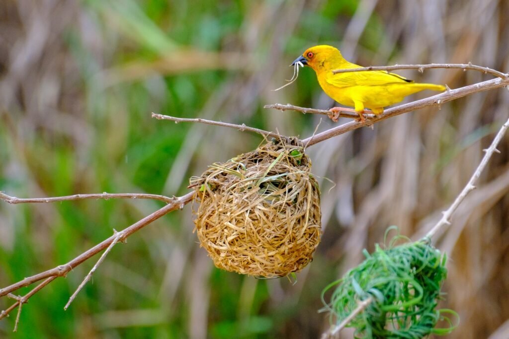 a yellow bird sitting on top of a tree branch
