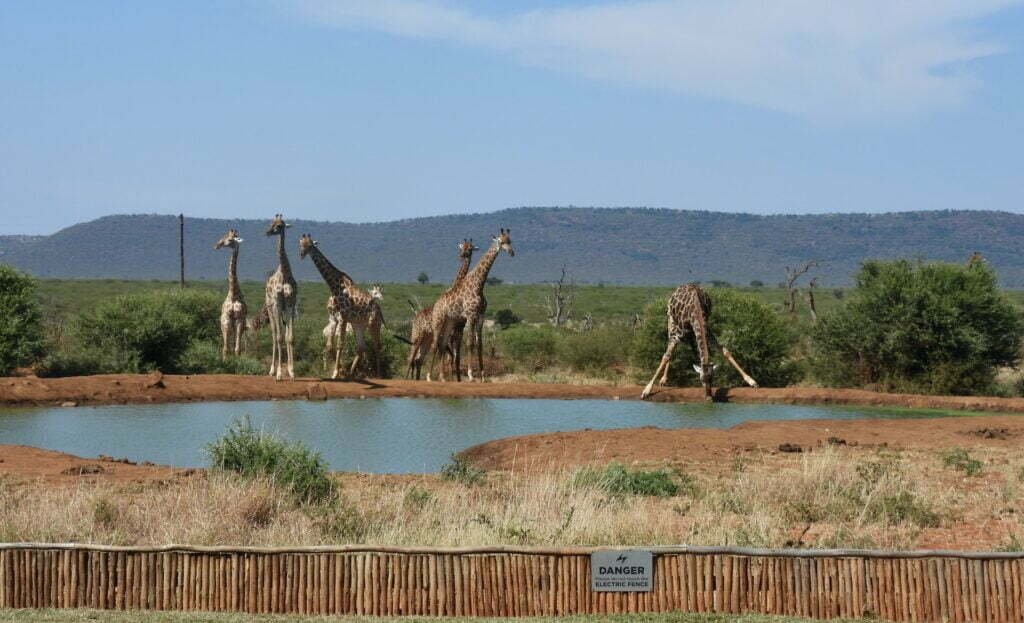 giraffe standing on brown grass field during daytime