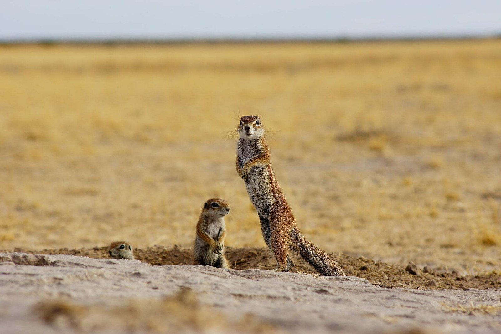 brown and white animal on brown field during daytime