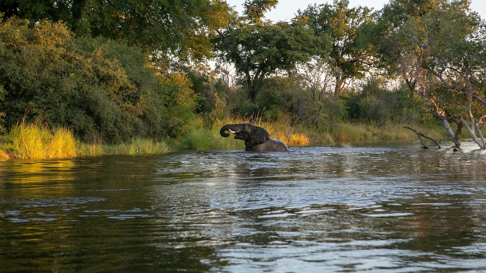 elephant of body of water near forest