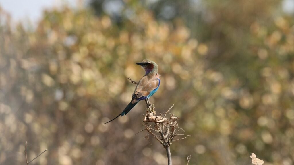 a small bird sitting on top of a tree branch
