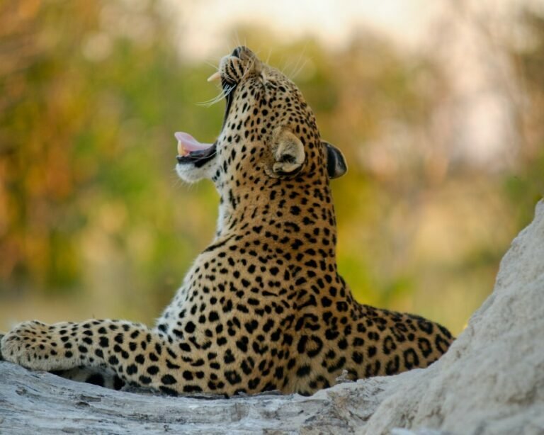 wildlife photography of jaguar