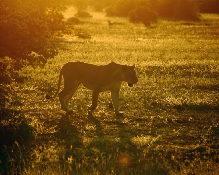 tiger, walking