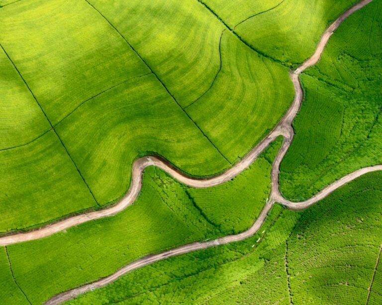 green and white leaf plant