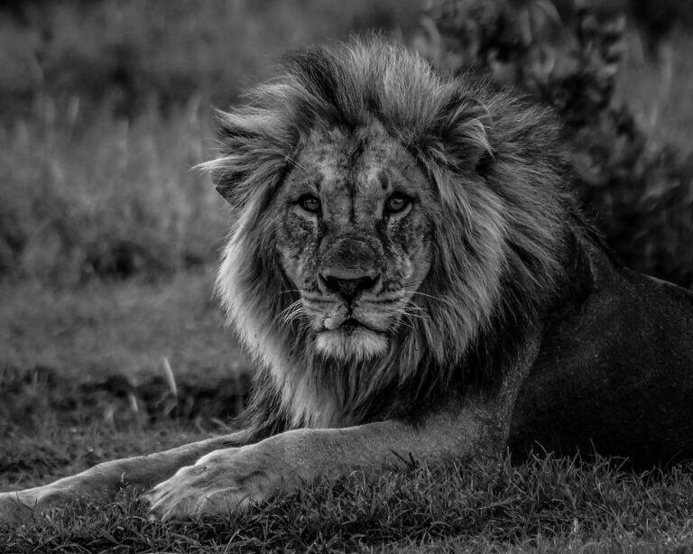 lion lying on grass field in grayscale photography