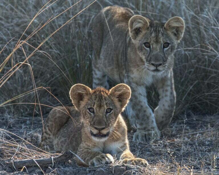 two cubs lying on brown grass