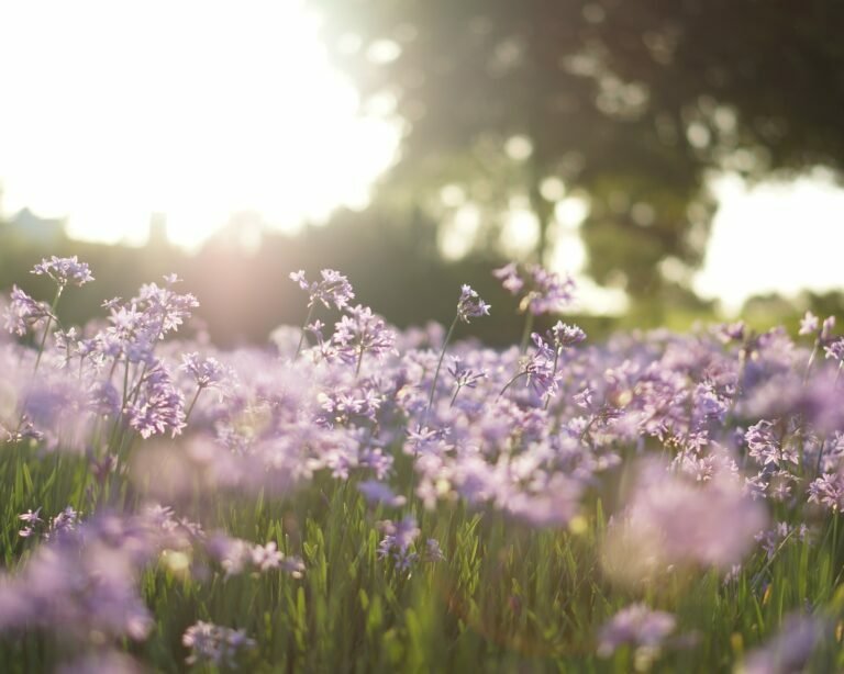 purple flower field in tilt shift photography