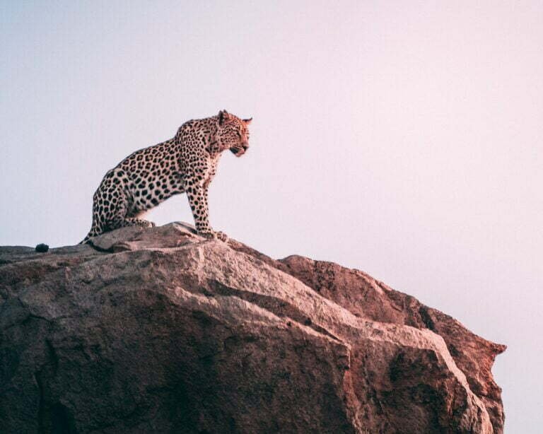 brown leopard on top of grey rock