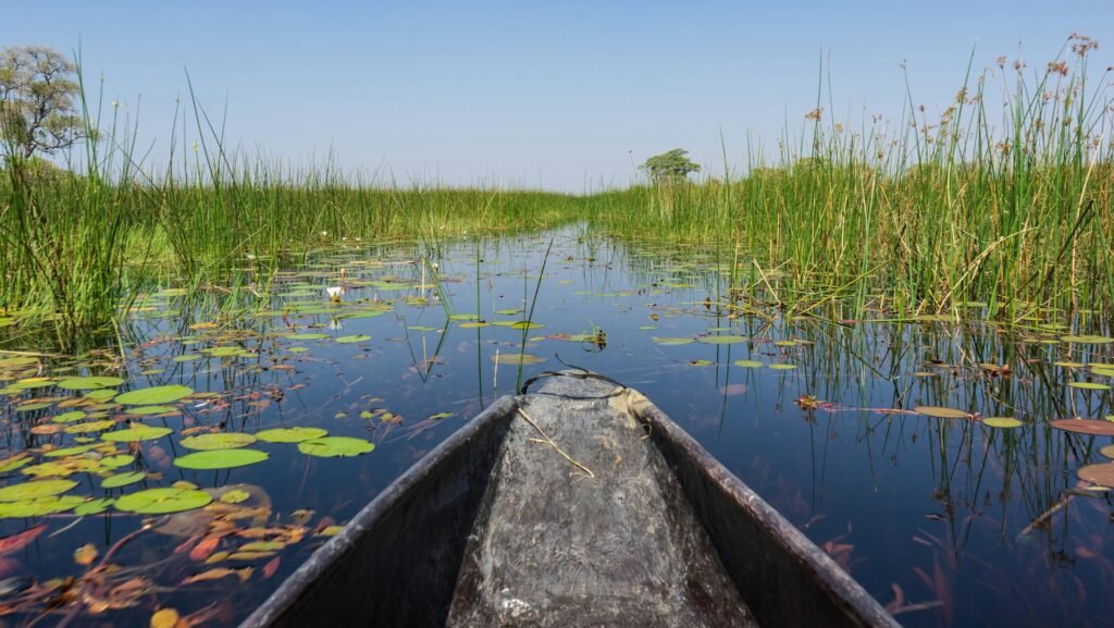 a pond with lily pads and lily pads